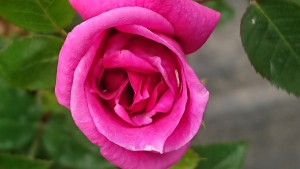 BLUE PETER (miniature)